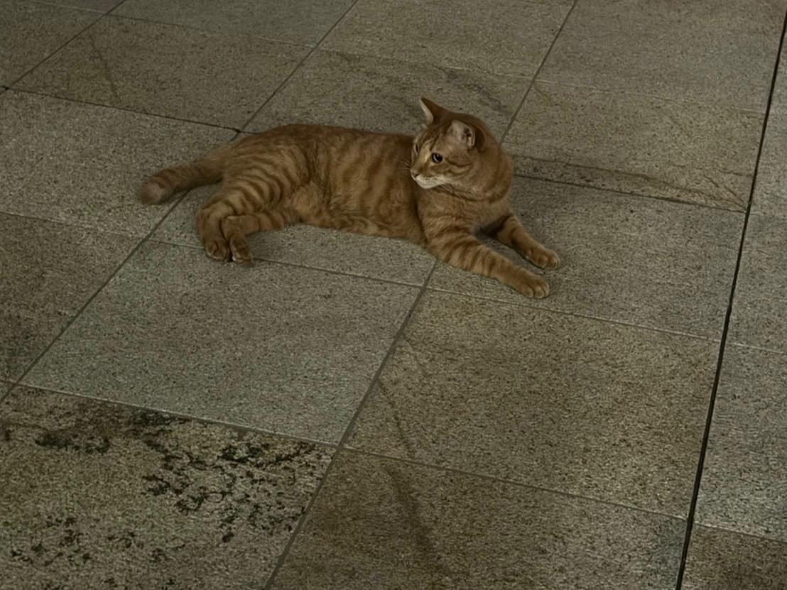 目撃された猫 目撃された猫