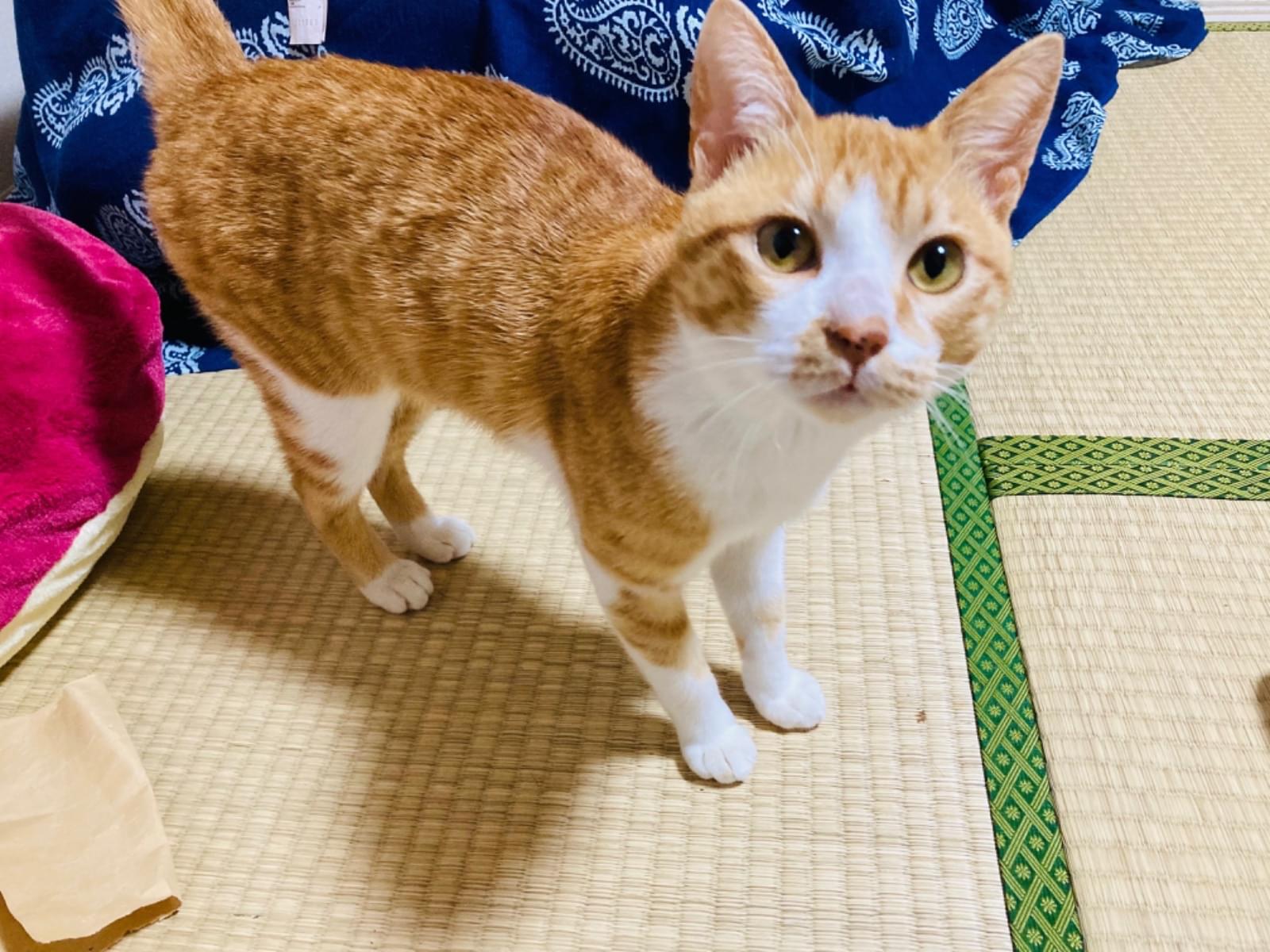 そうそうちゃん そうそうちゃん