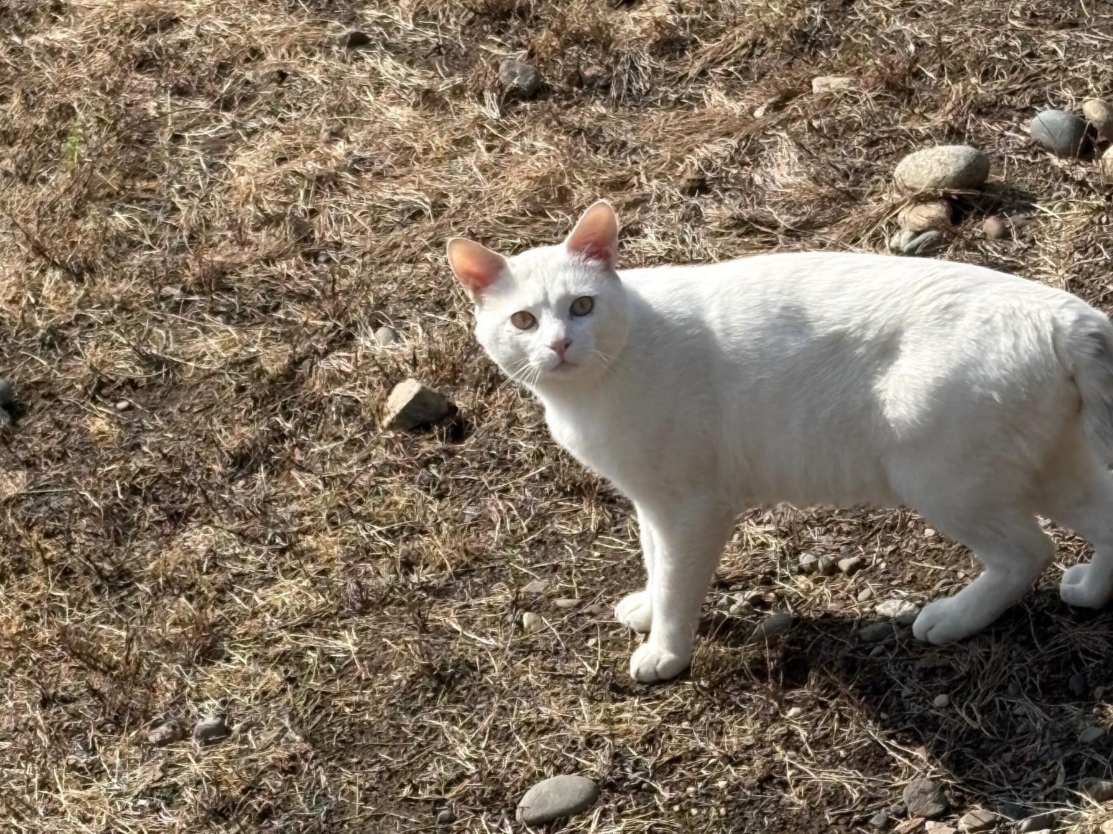 目撃された猫