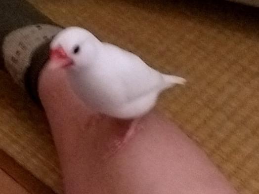 ぴーすけちゃん