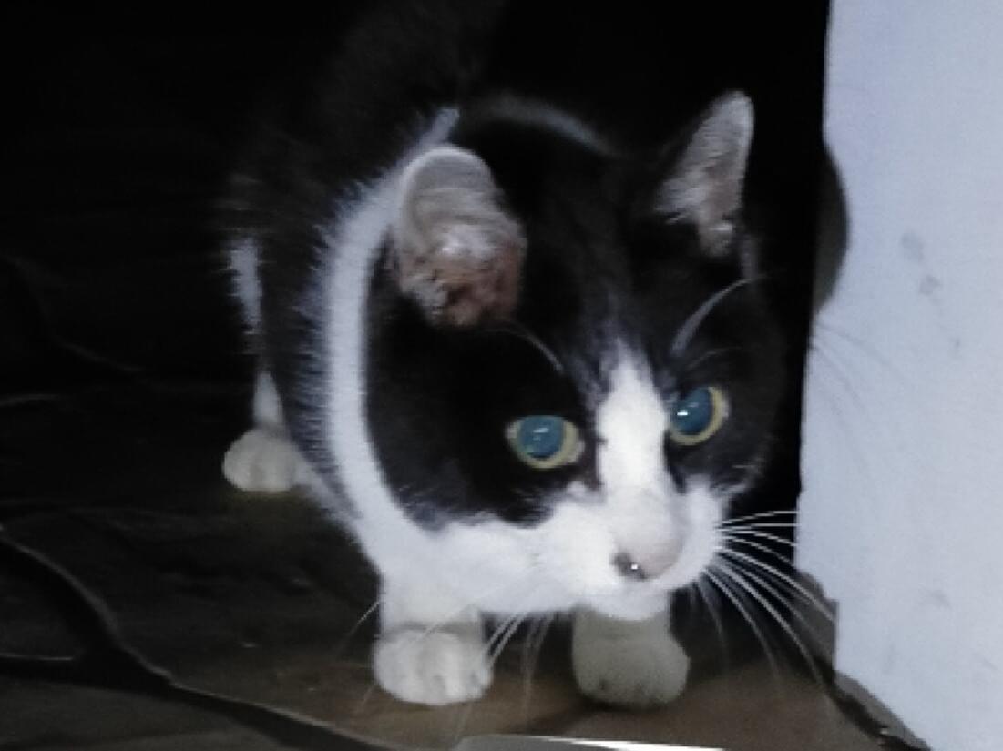 目撃された猫 目撃された猫
