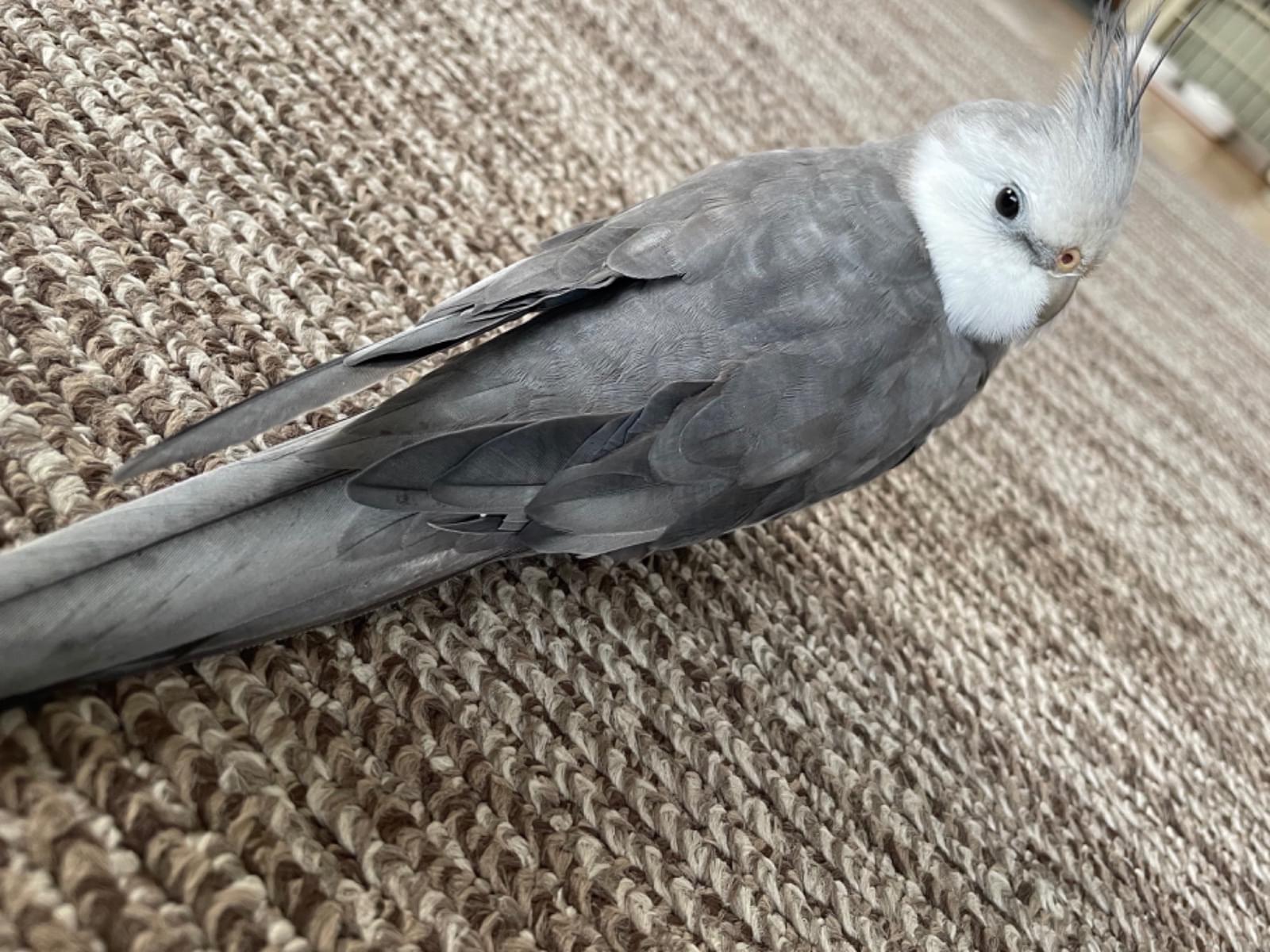 ぎんちゃん ぎんちゃん
