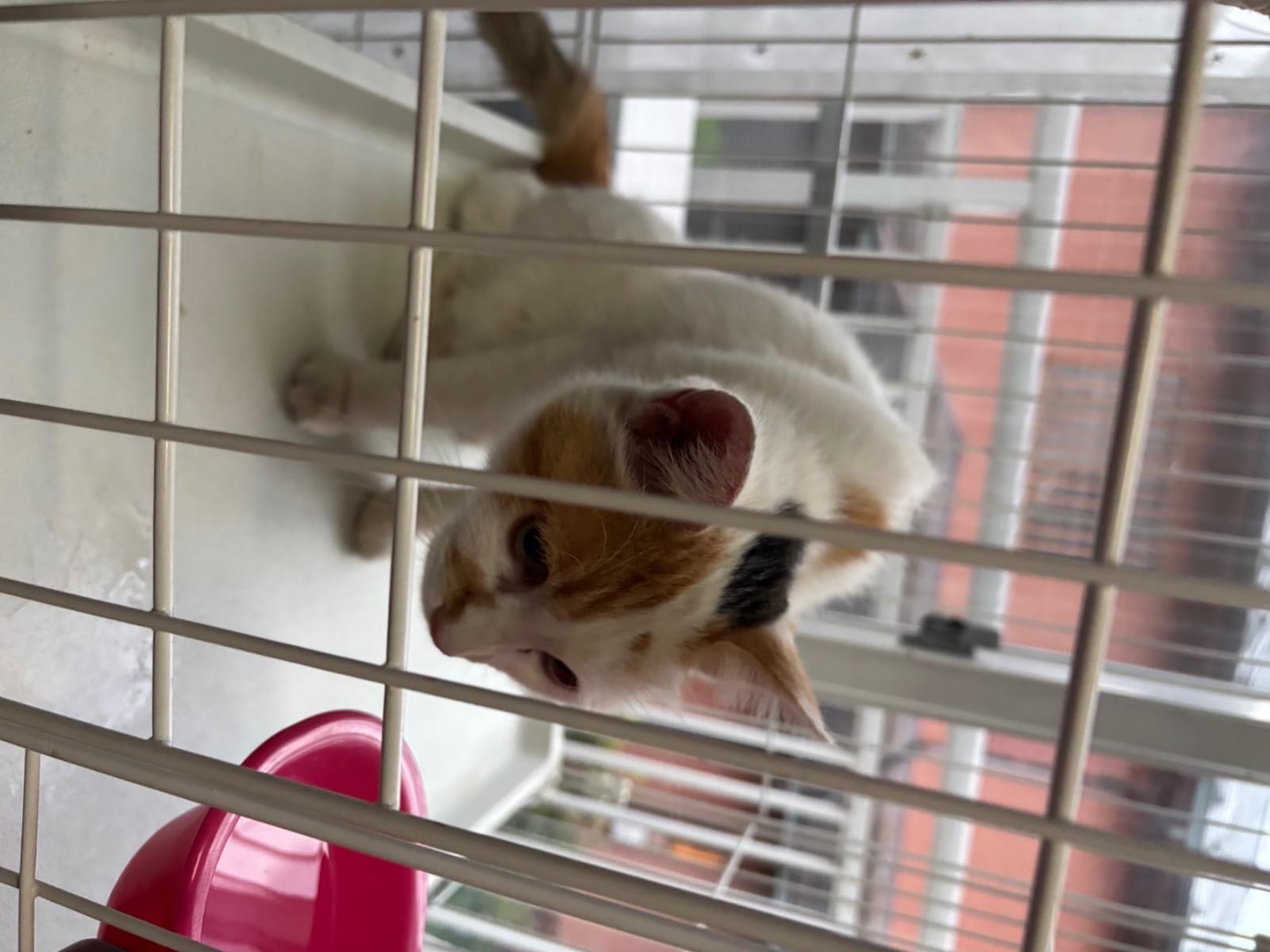 保護された猫 保護された猫