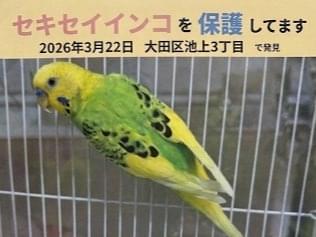 保護された鳥