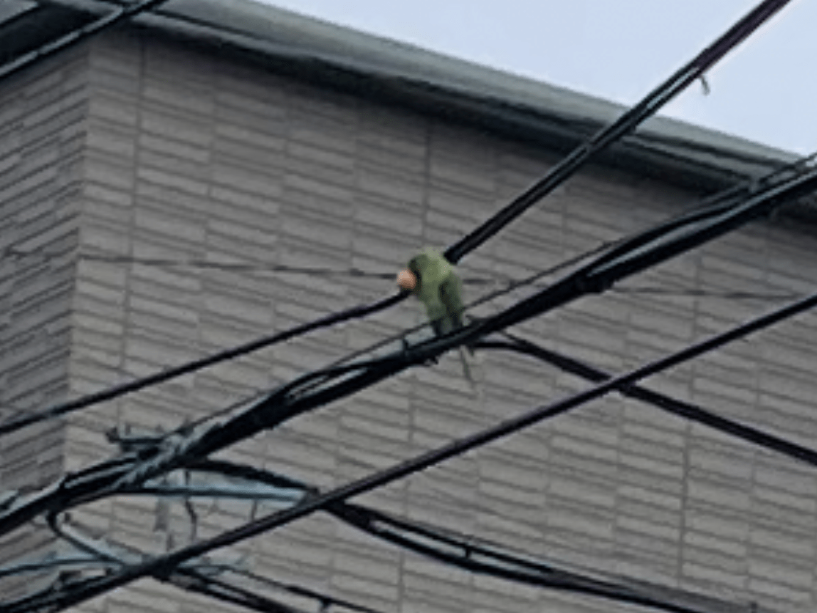 目撃された鳥 目撃された鳥