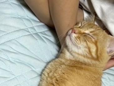 保護された猫 保護された猫