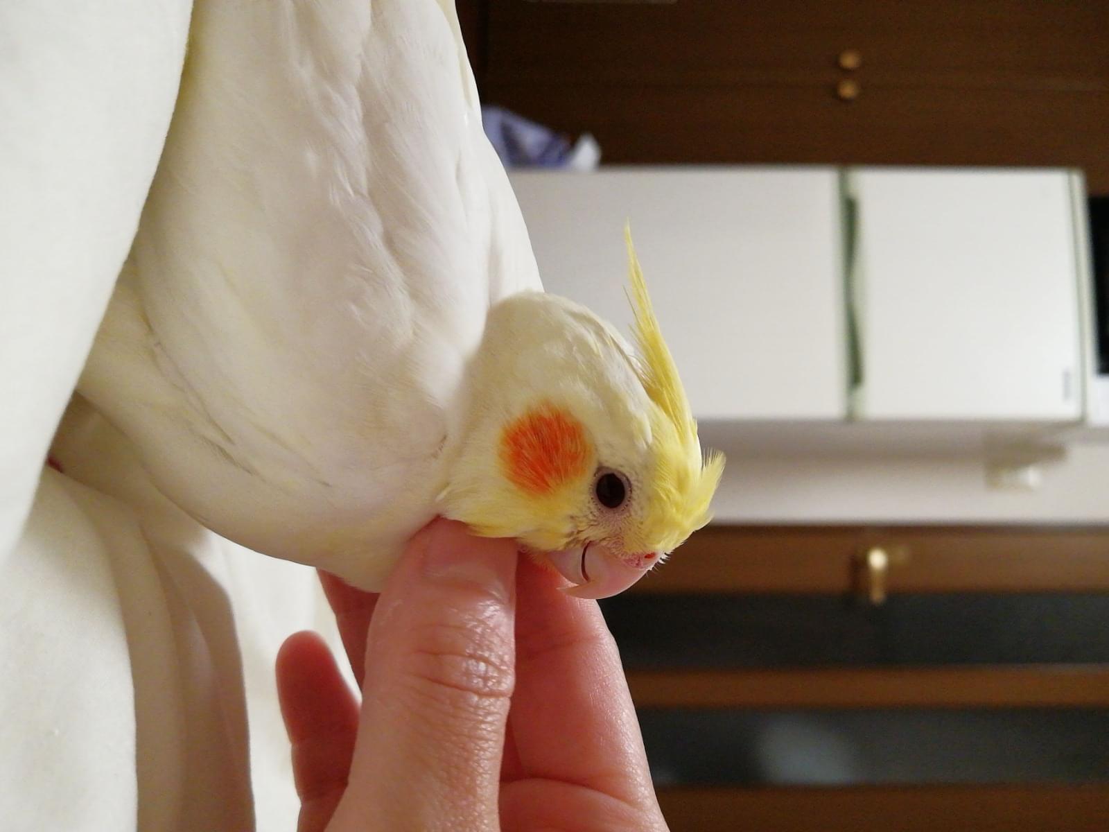 ぴいちゃん ぴいちゃん