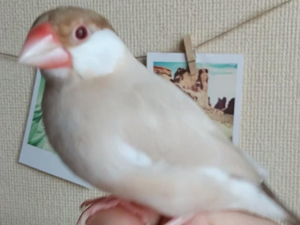 ニコちゃん ニコちゃん