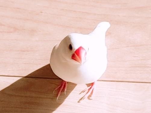 ぴーちゃん ぴーちゃん