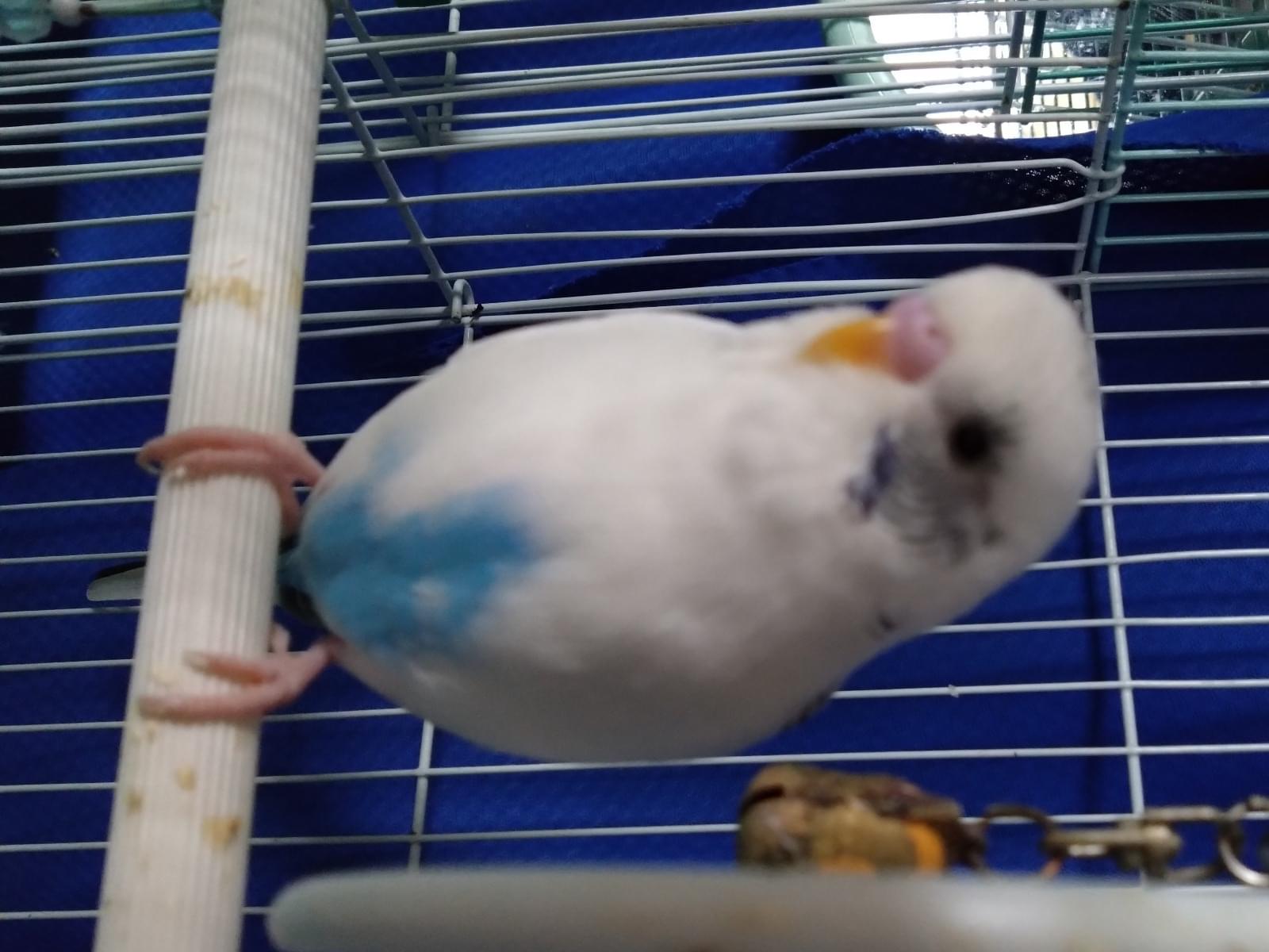 ピースケちゃん ピースケちゃん