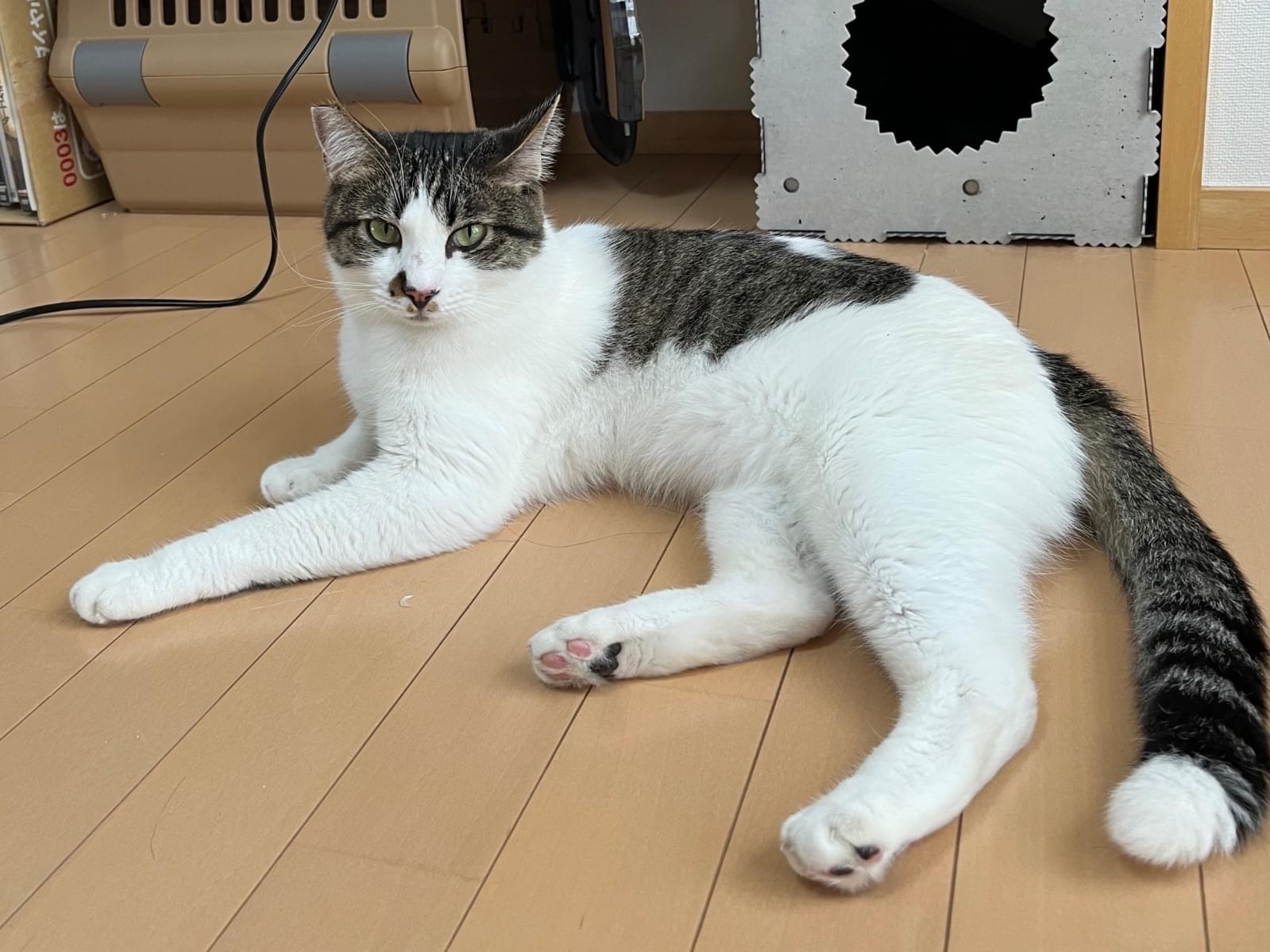 おうじろうちゃん おうじろうちゃん