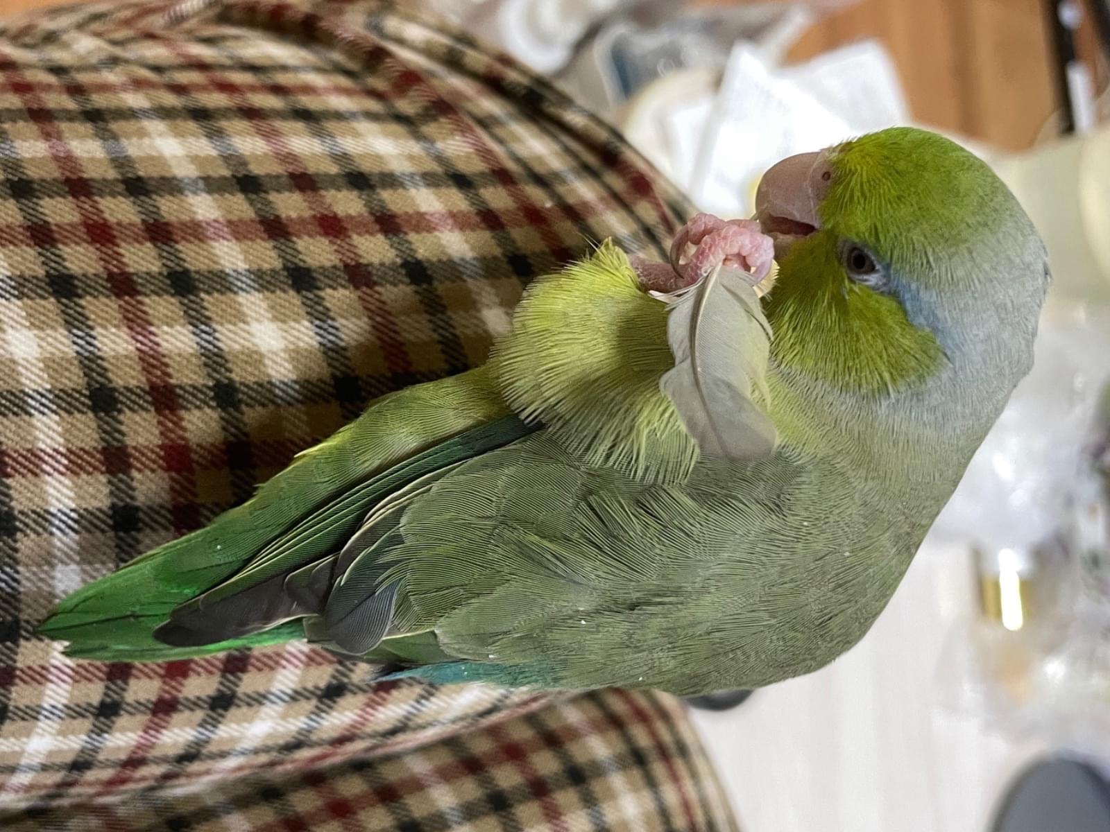 あんずちゃん あんずちゃん