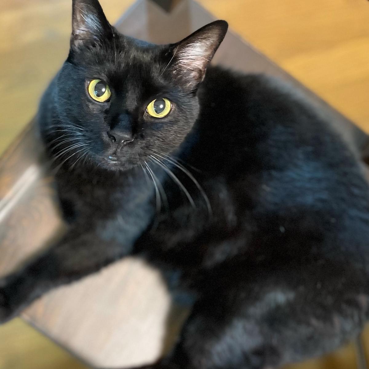 大きい黒猫を探しています。