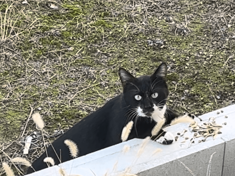 目撃された猫 目撃された猫