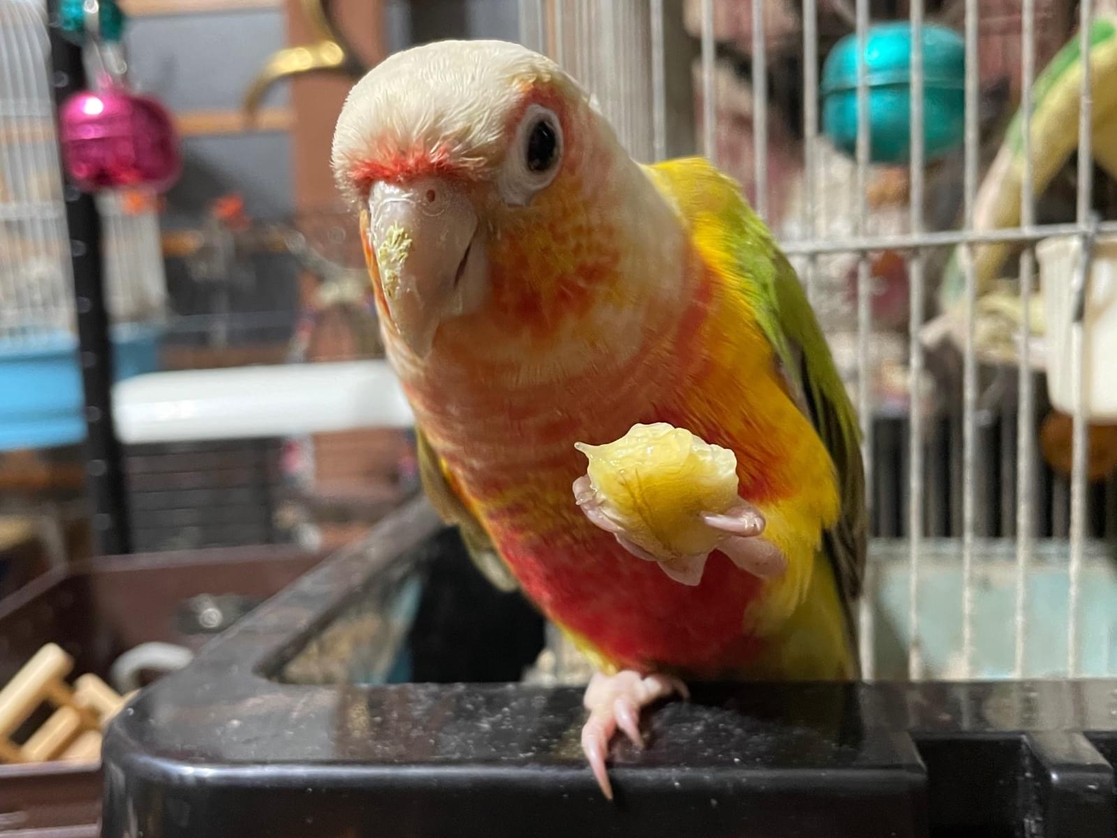 ライチちゃん ライチちゃん