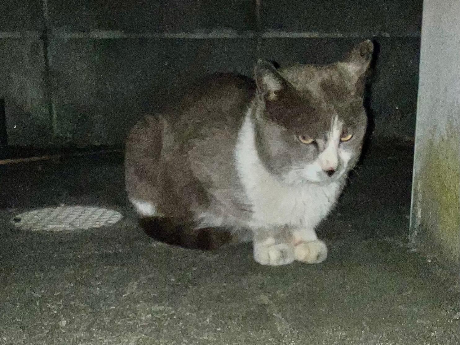 目撃された猫 目撃された猫