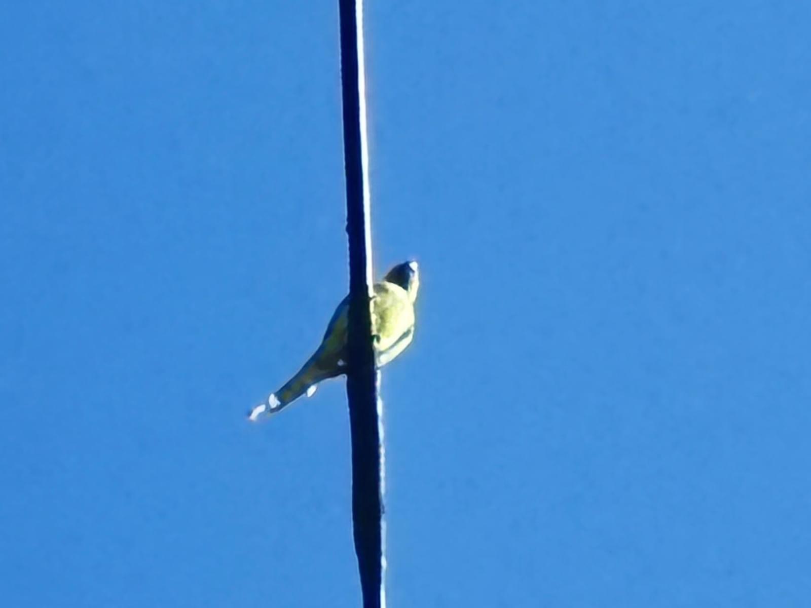 目撃された鳥 目撃された鳥