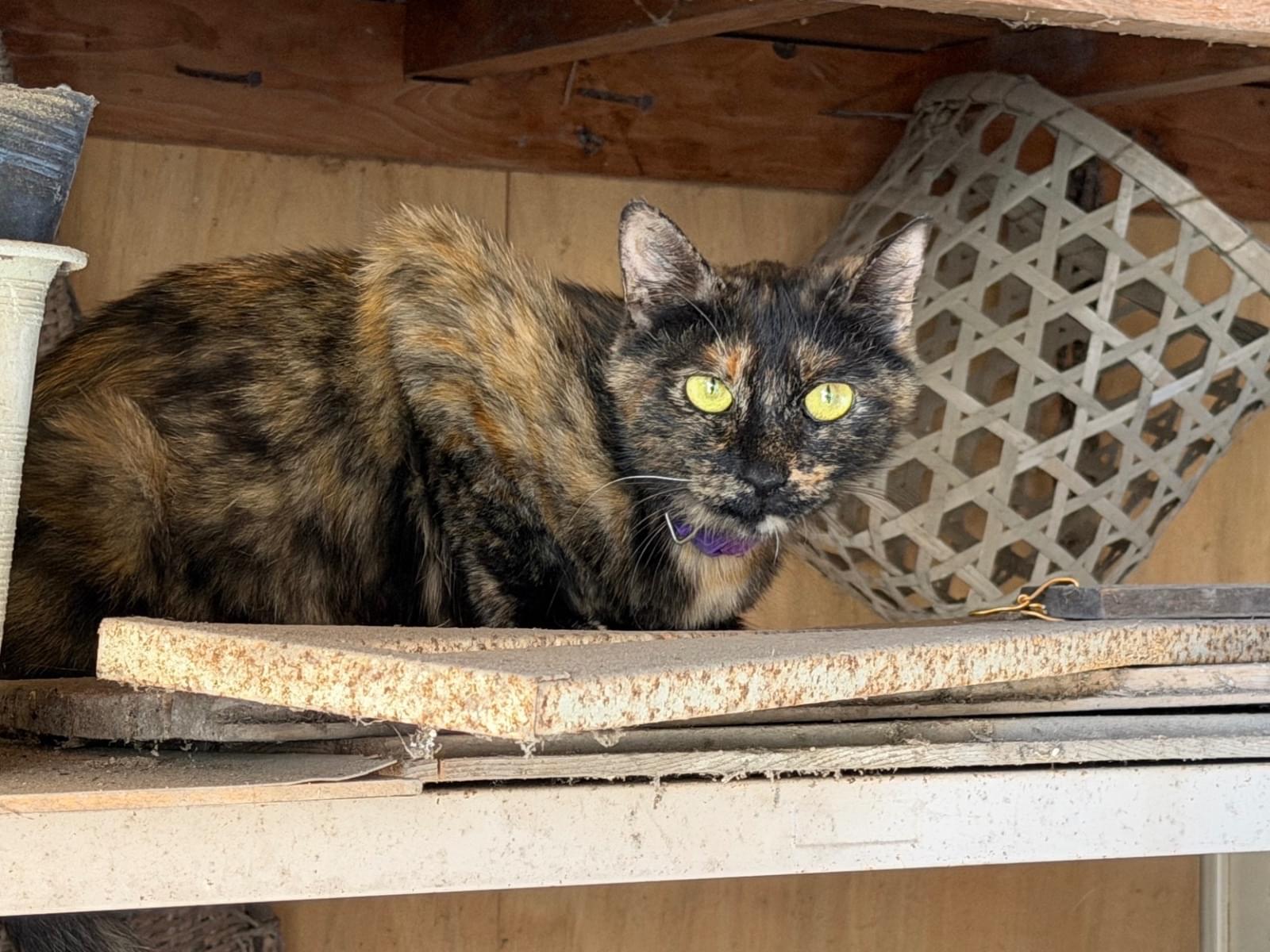 目撃された猫