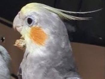 シャークちゃん シャークちゃん