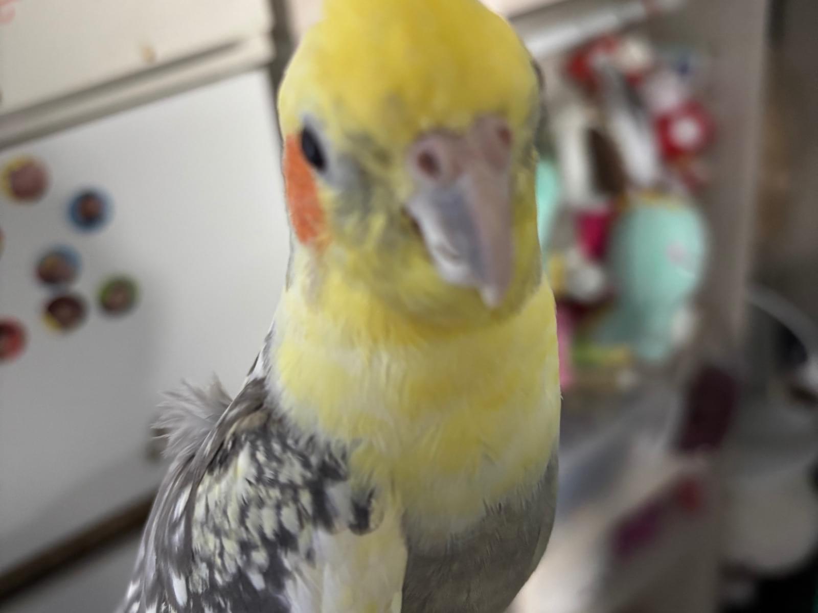 ちょんまげちゃん ちょんまげちゃん