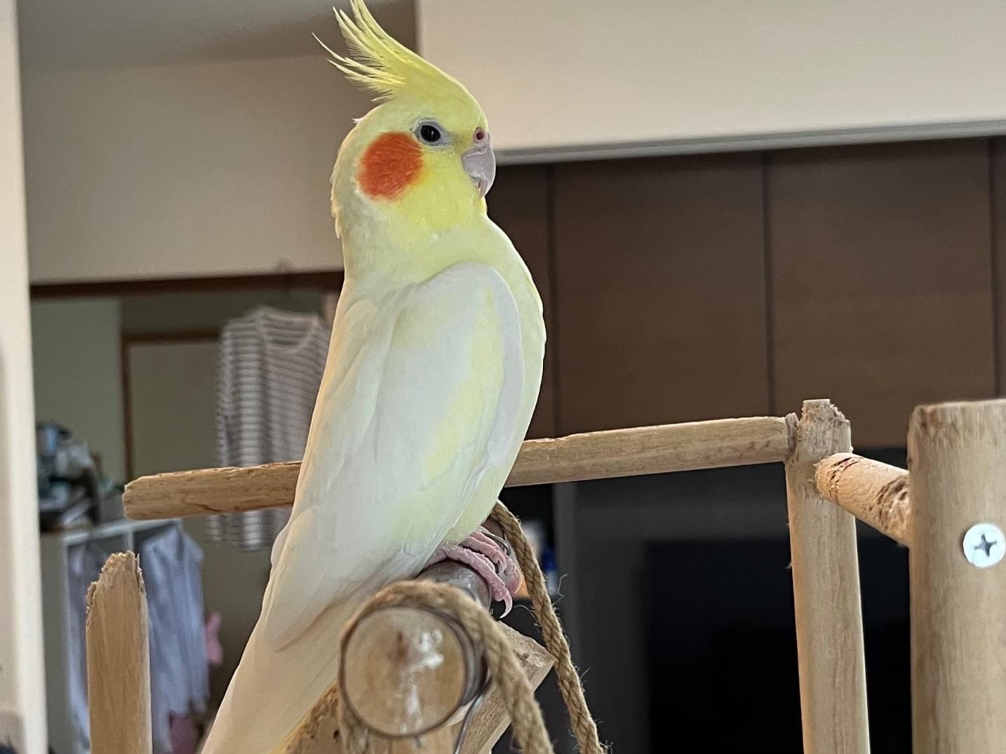 ほっぺちゃん ほっぺちゃん