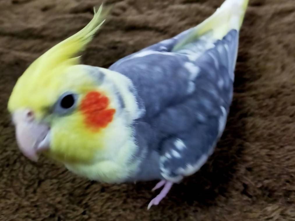 ガッチャンちゃん ガッチャンちゃん