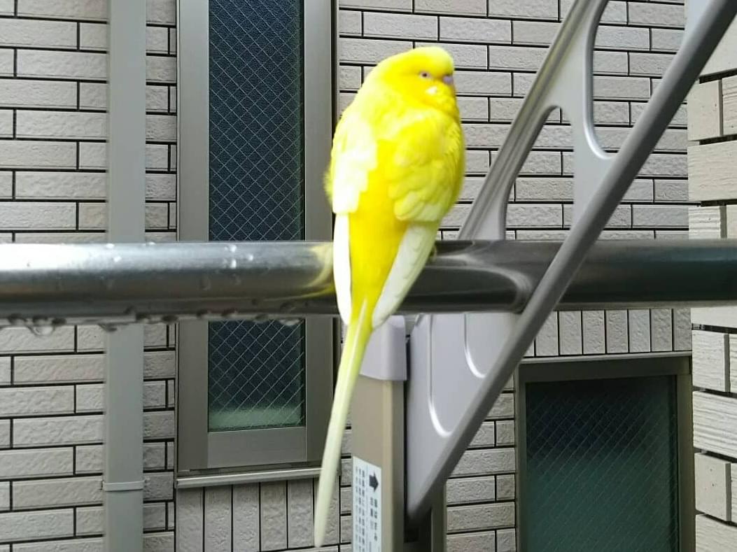 保護された鳥 保護された鳥