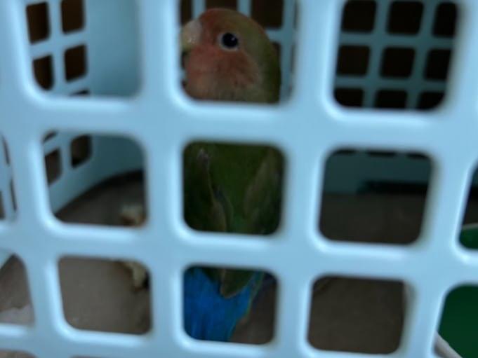 保護された鳥