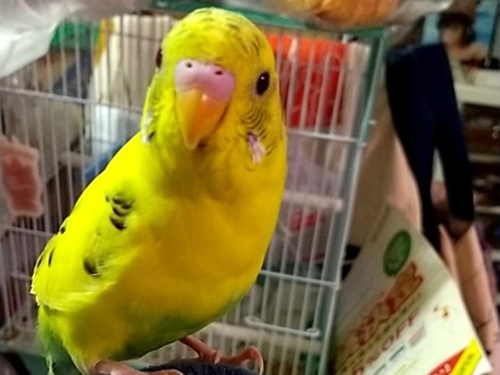 レモンちゃん レモンちゃん