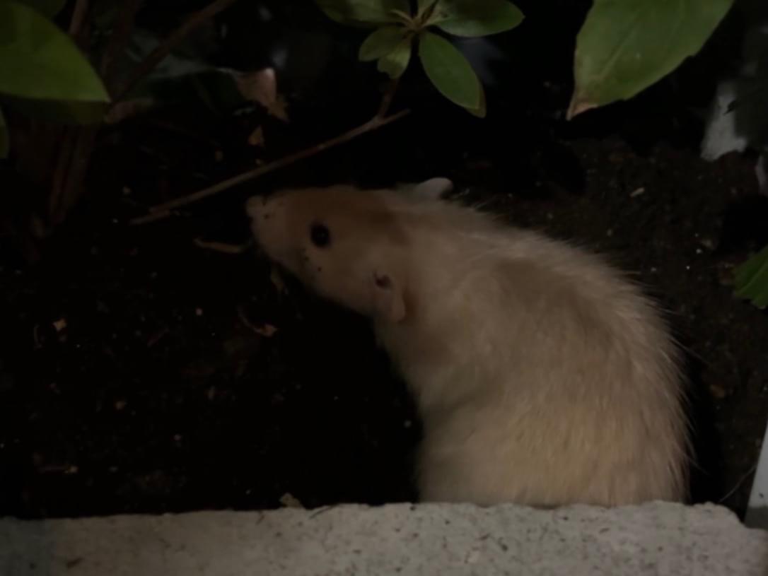 目撃されたペット 目撃されたペット