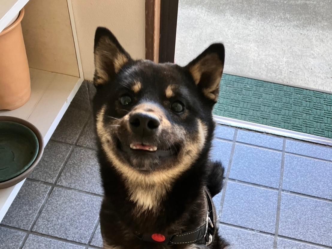 保護された犬 保護された犬