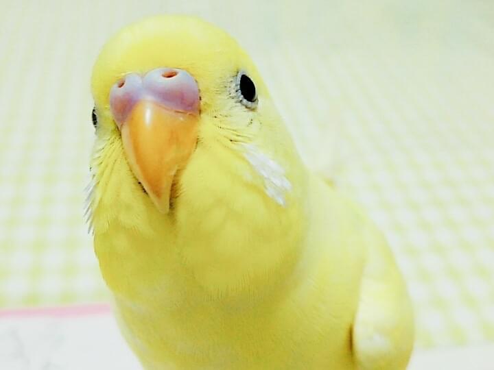 ぴぃちゃん ぴぃちゃん