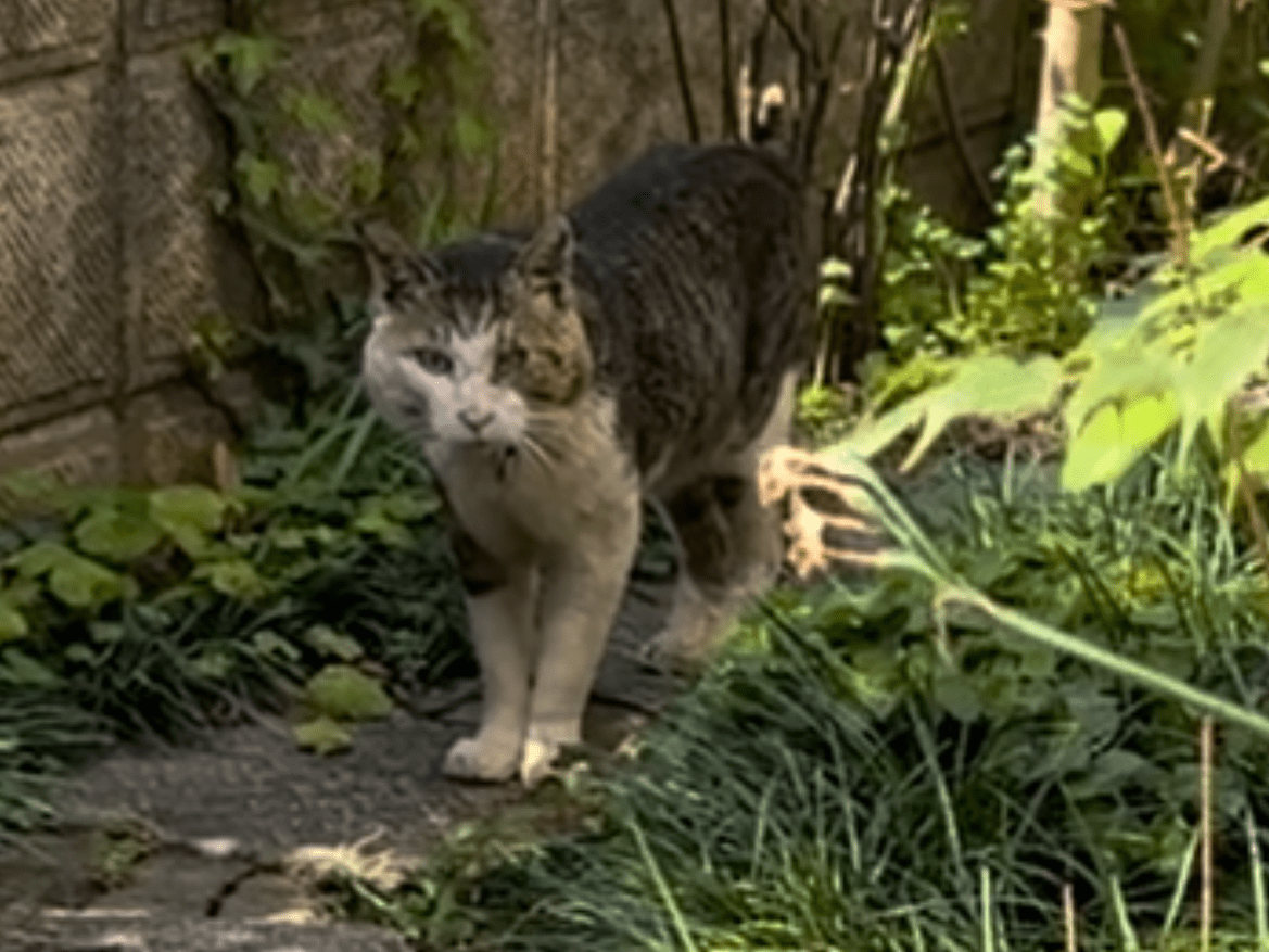 目撃された猫 目撃された猫