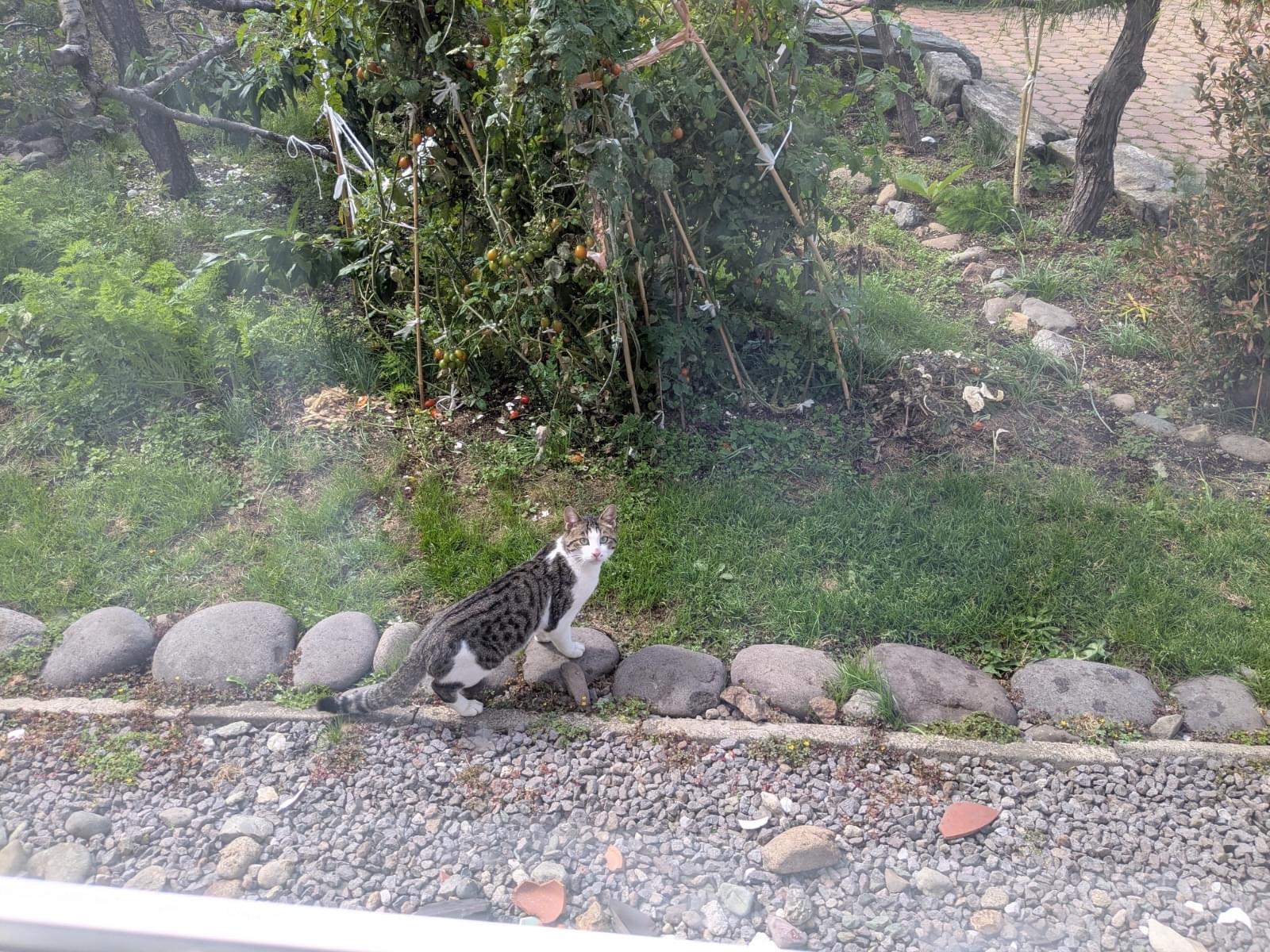 目撃された猫