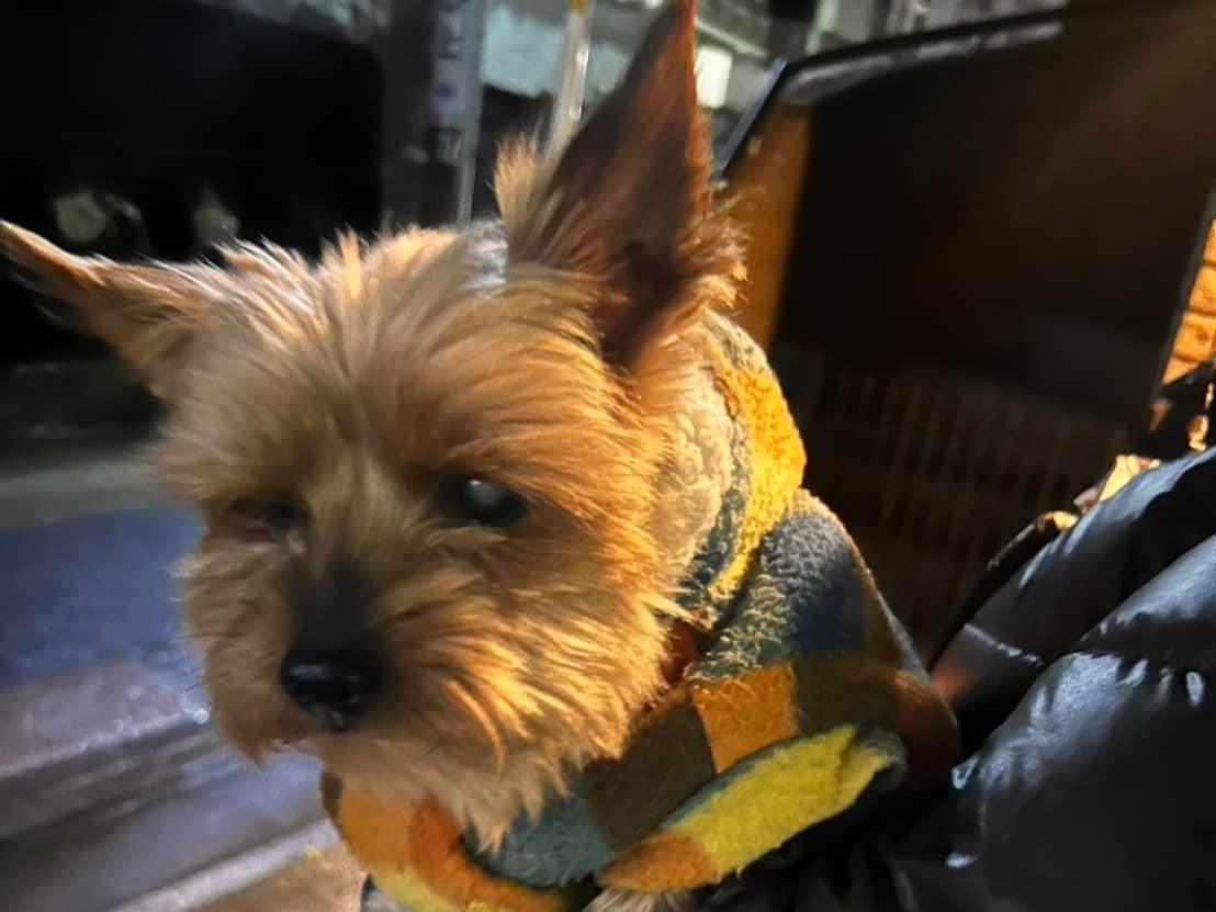 保護された犬 保護された犬