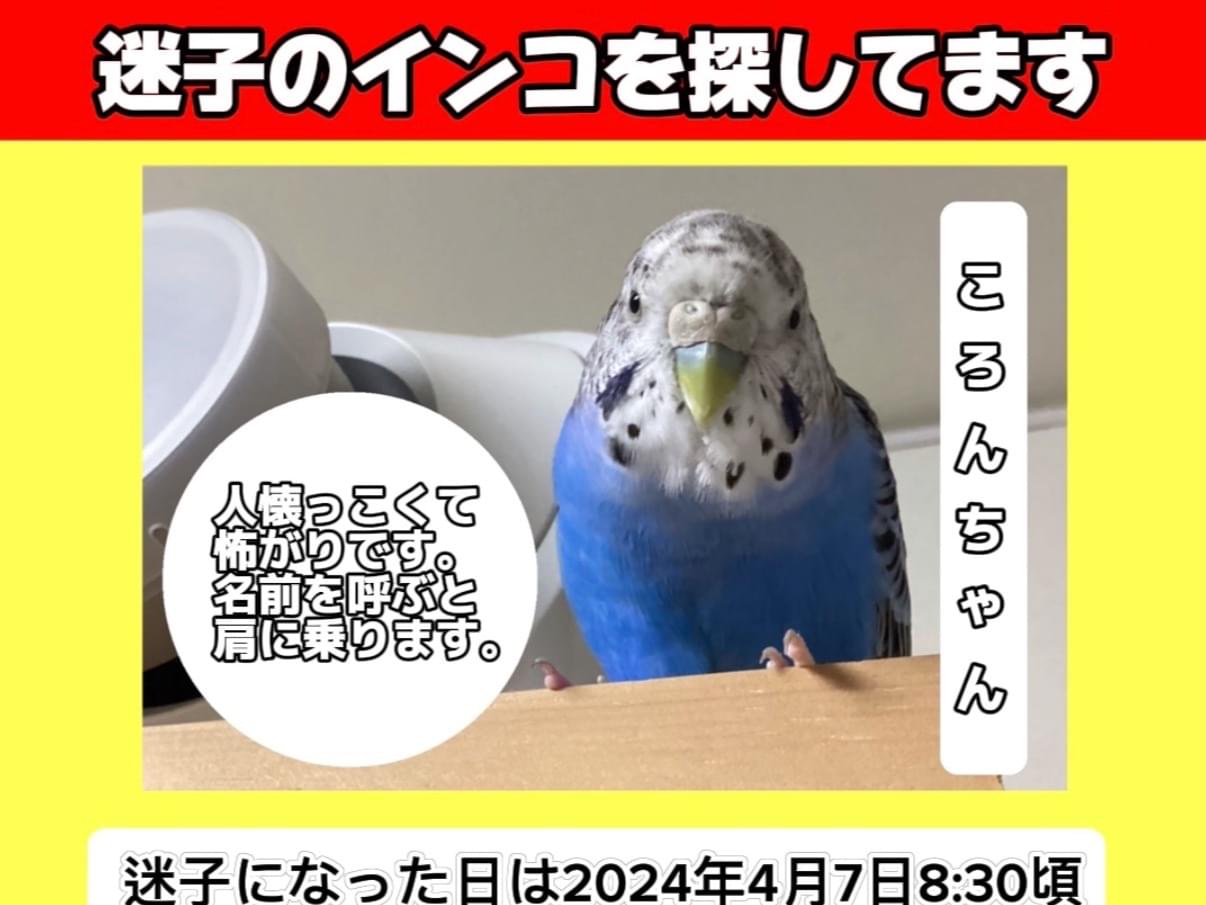 ころんちゃん ころんちゃん