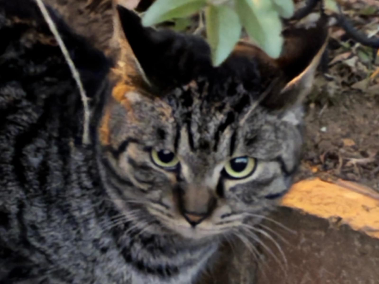 目撃された猫 目撃された猫