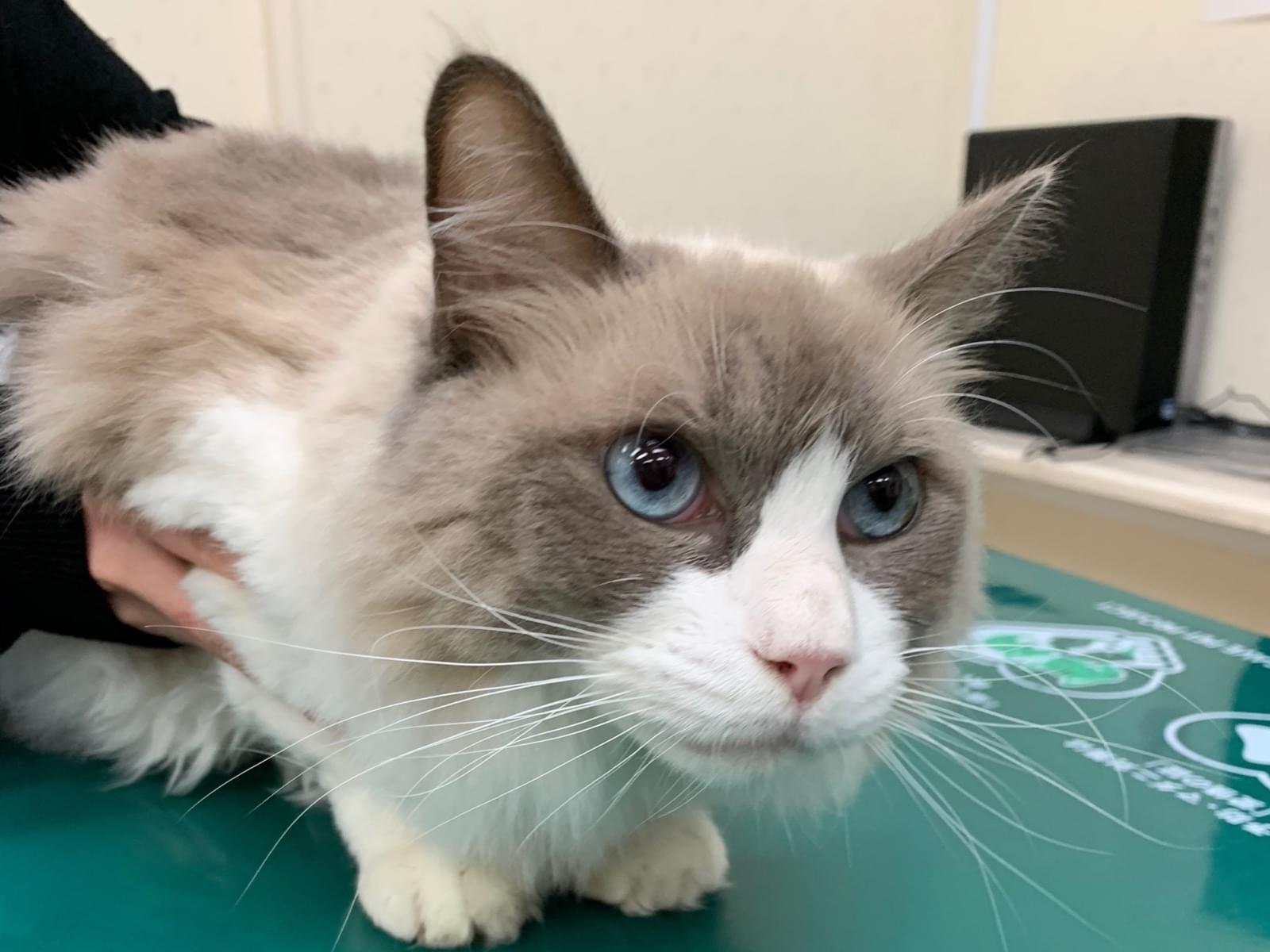 保護された猫 保護された猫