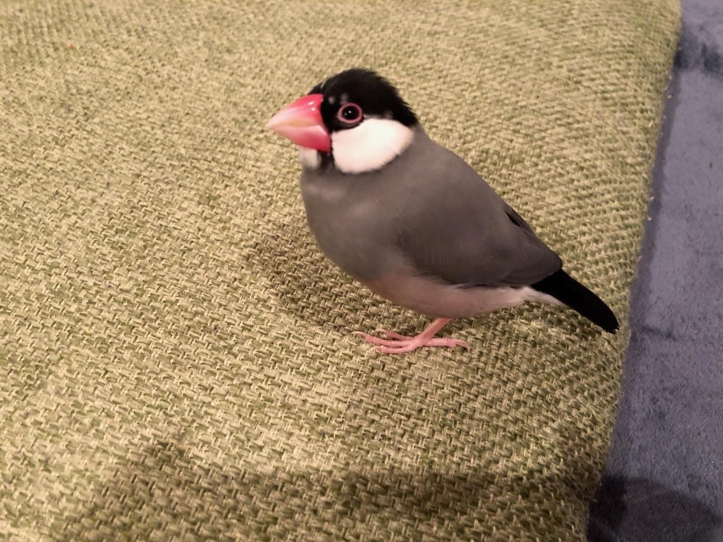 ゴマちゃん ゴマちゃん