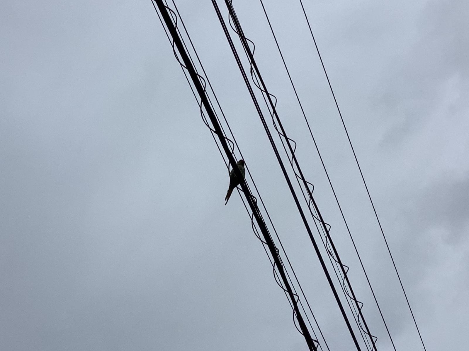 目撃された鳥 目撃された鳥