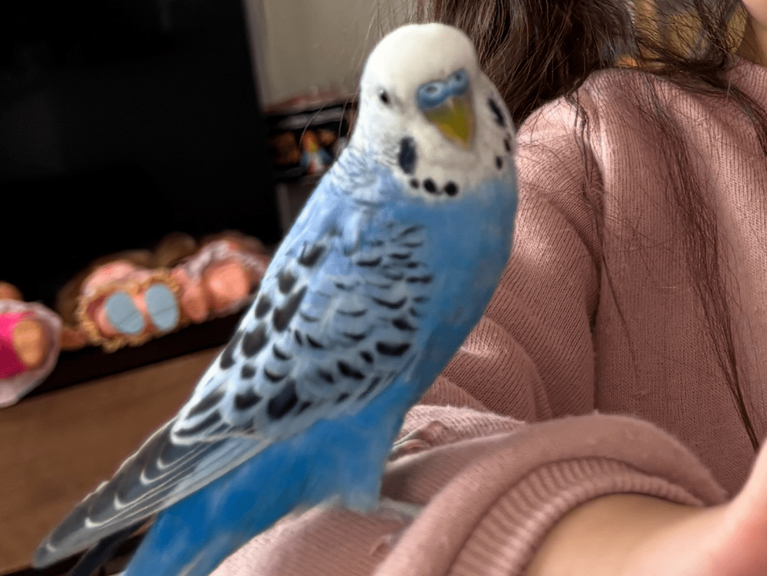 ミントちゃん ミントちゃん