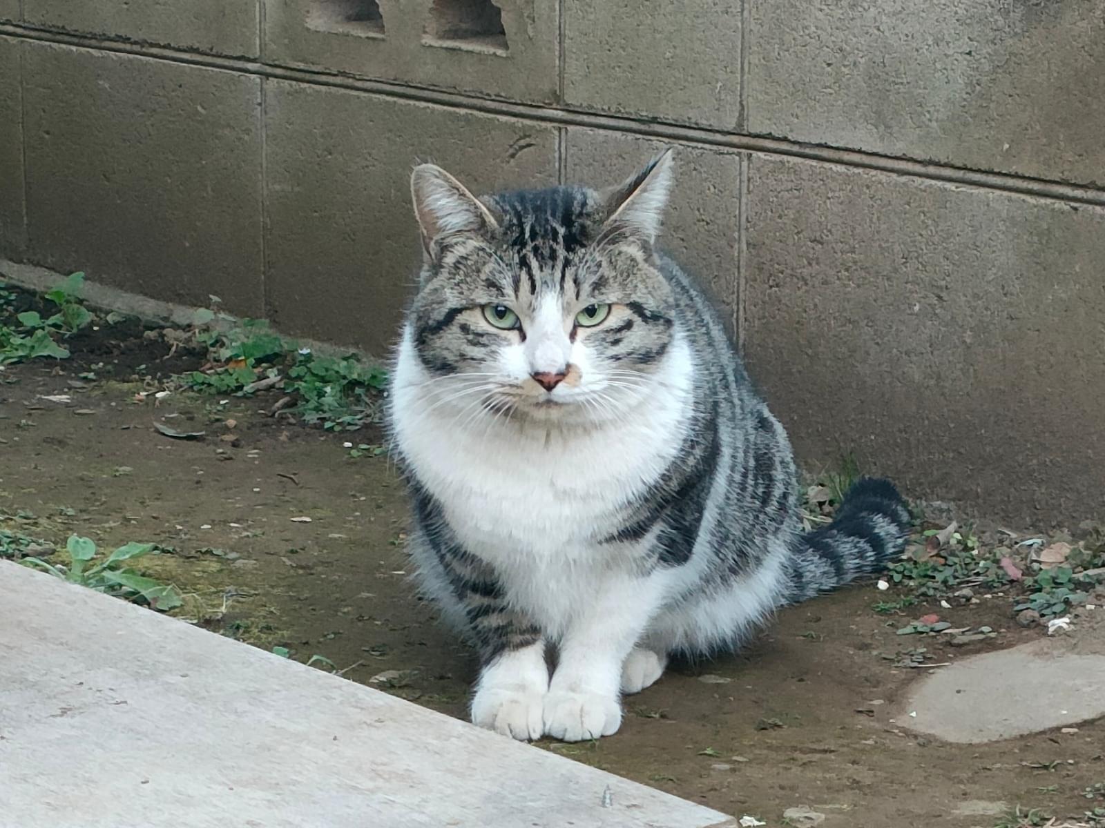 目撃された猫 目撃された猫