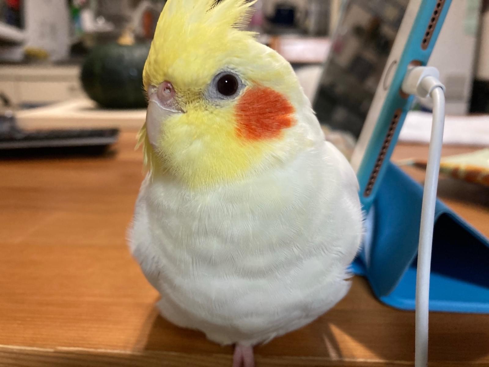 れもんちゃん れもんちゃん