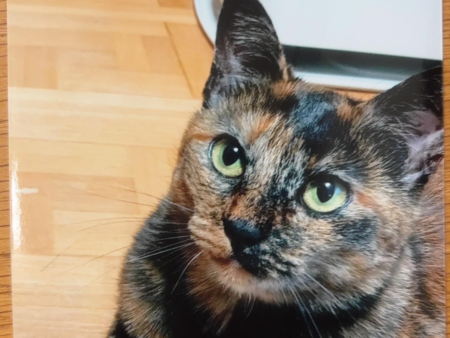さつきちゃん さつきちゃん