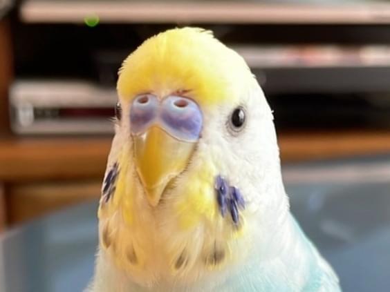 ミントちゃん ミントちゃん
