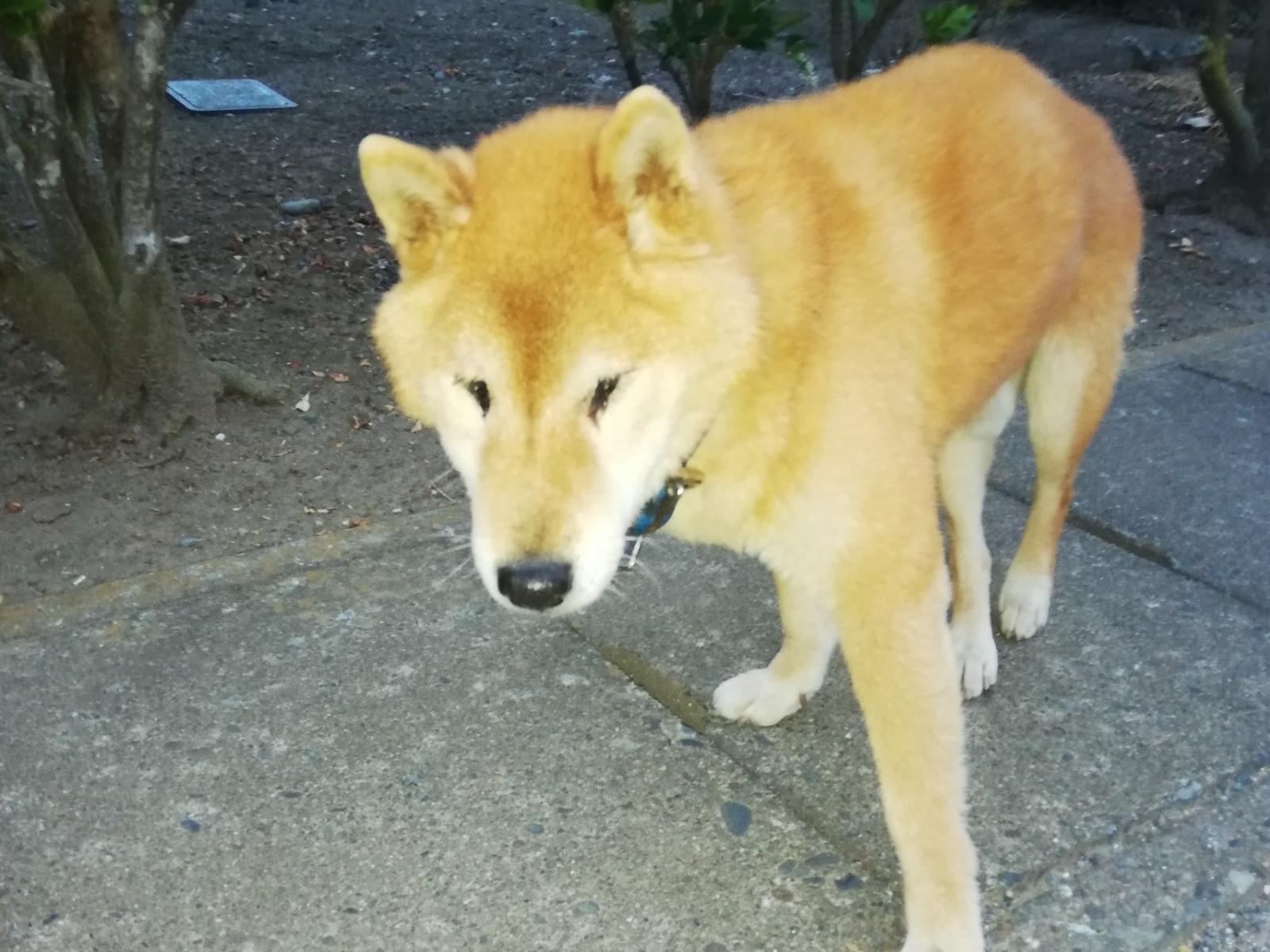 目撃された犬 目撃された犬