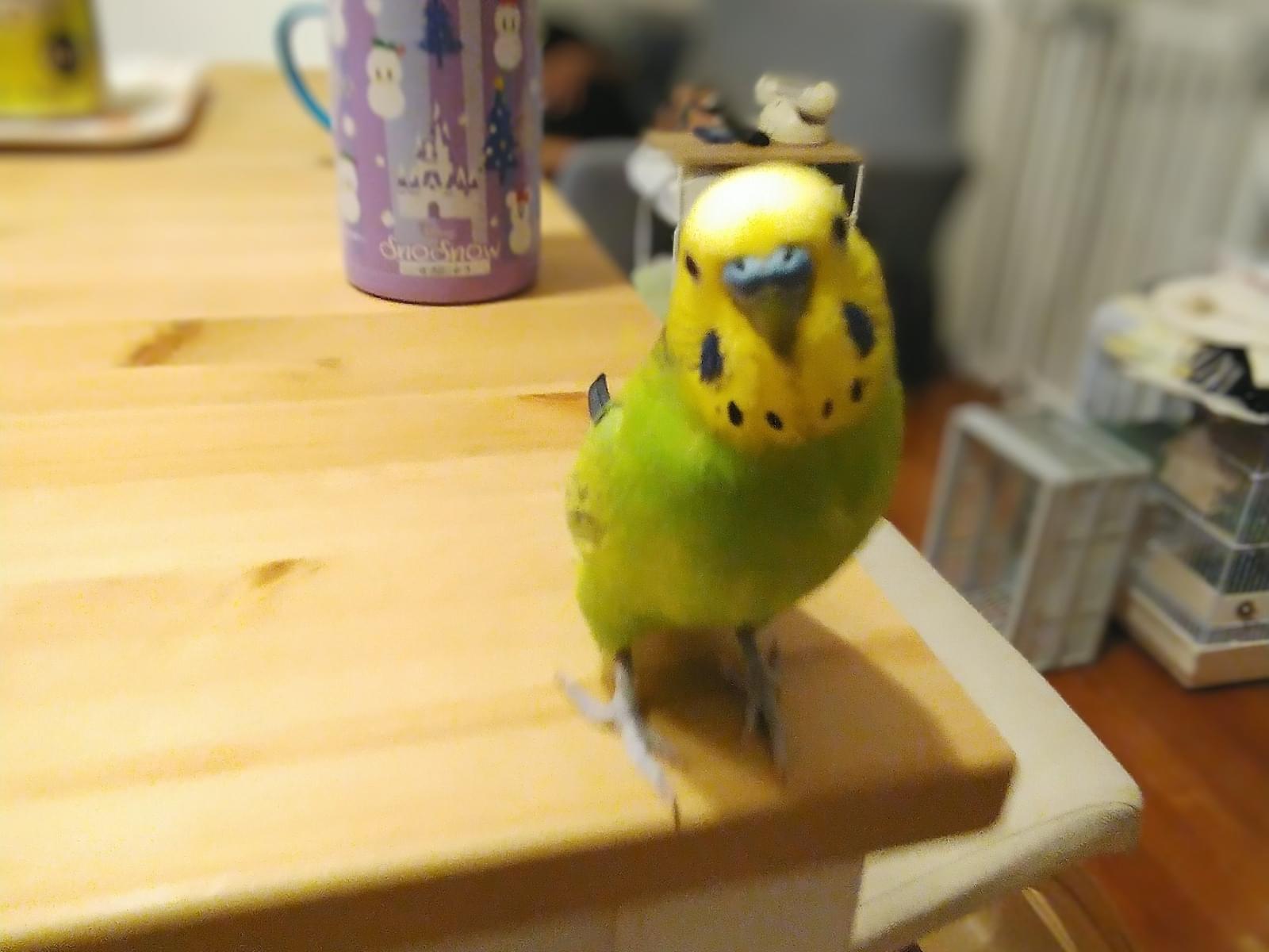 アリエルちゃん アリエルちゃん