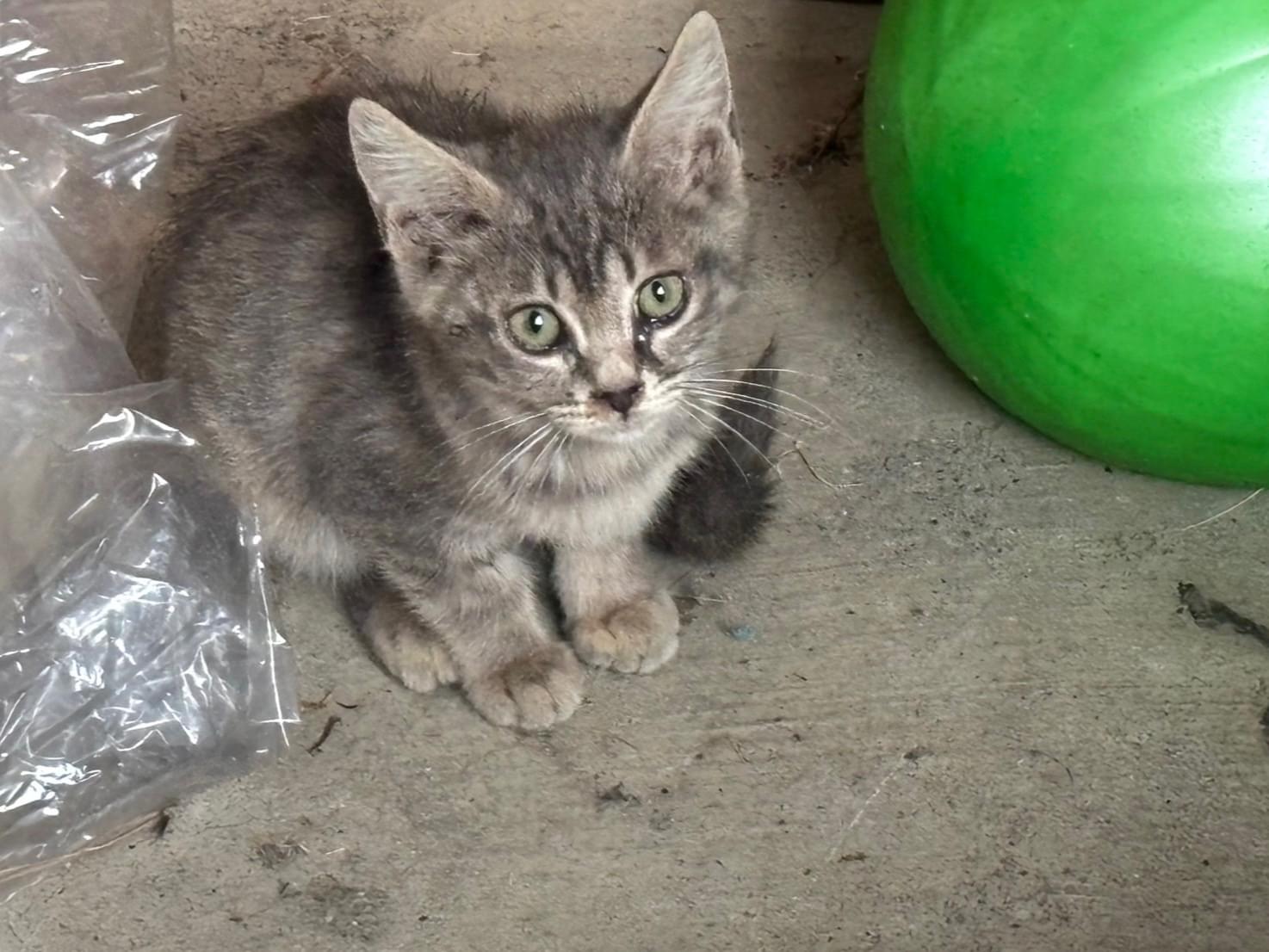 保護された猫 保護された猫