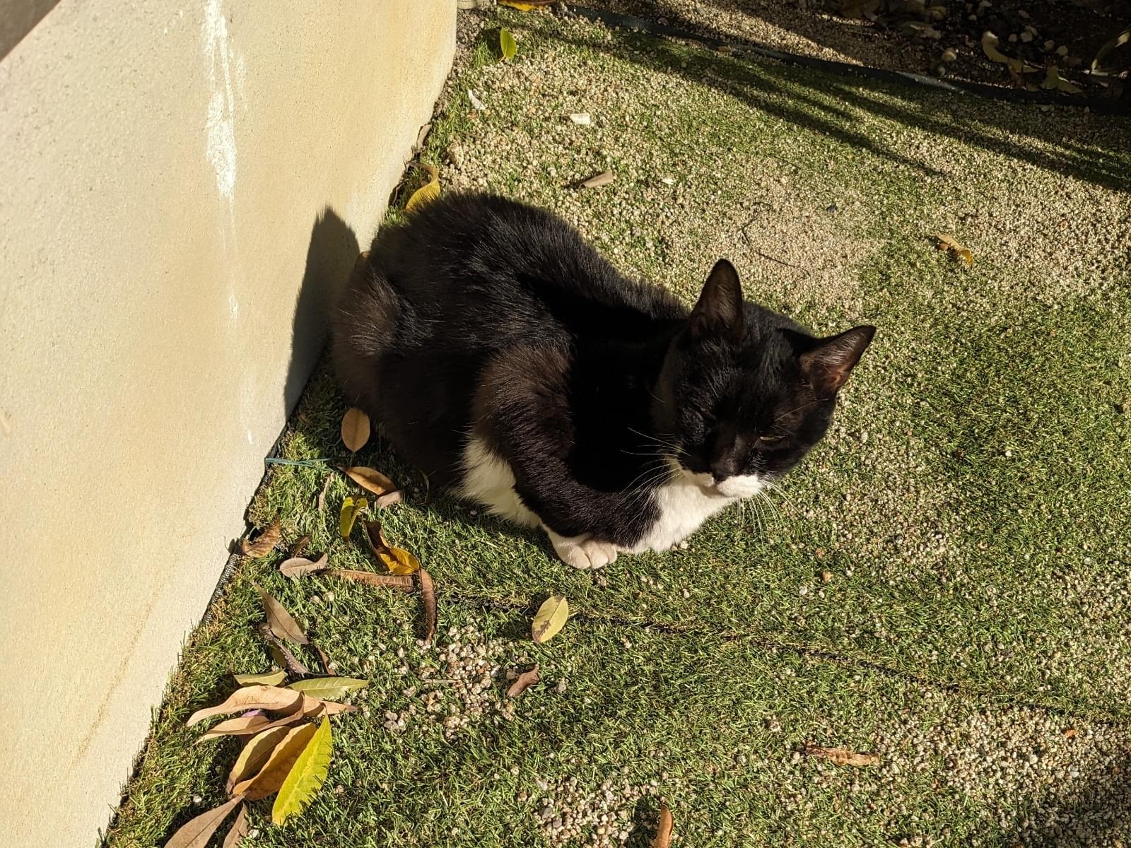 目撃された猫 目撃された猫