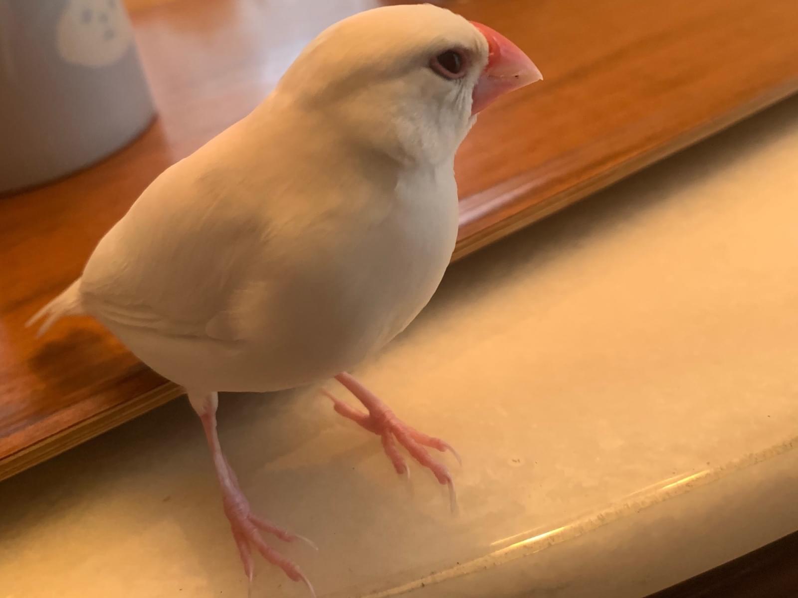 ぽんちゃん ぽんちゃん